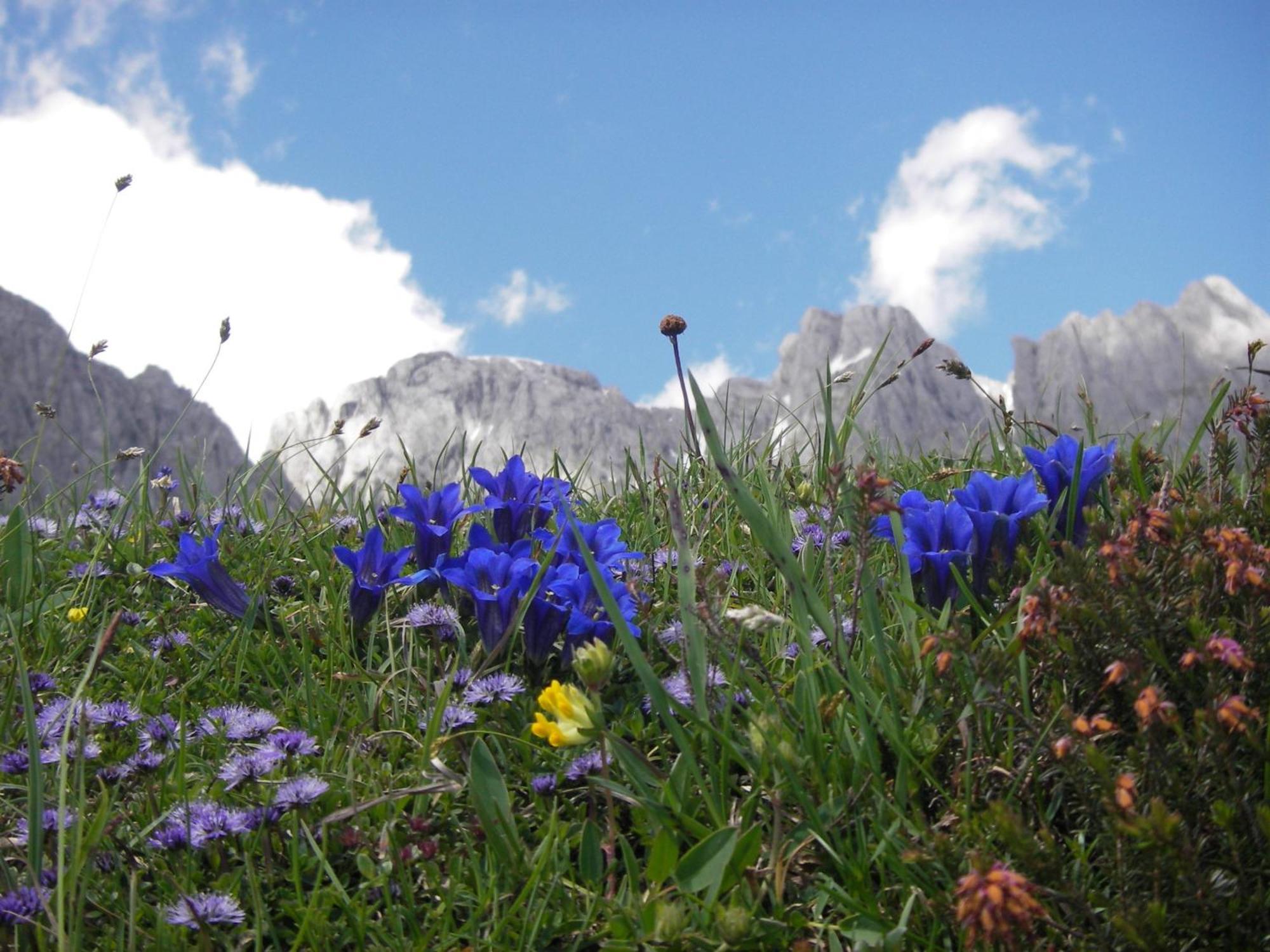Molteraugut Appartement Mühlbach am Hochkönig Buitenkant foto