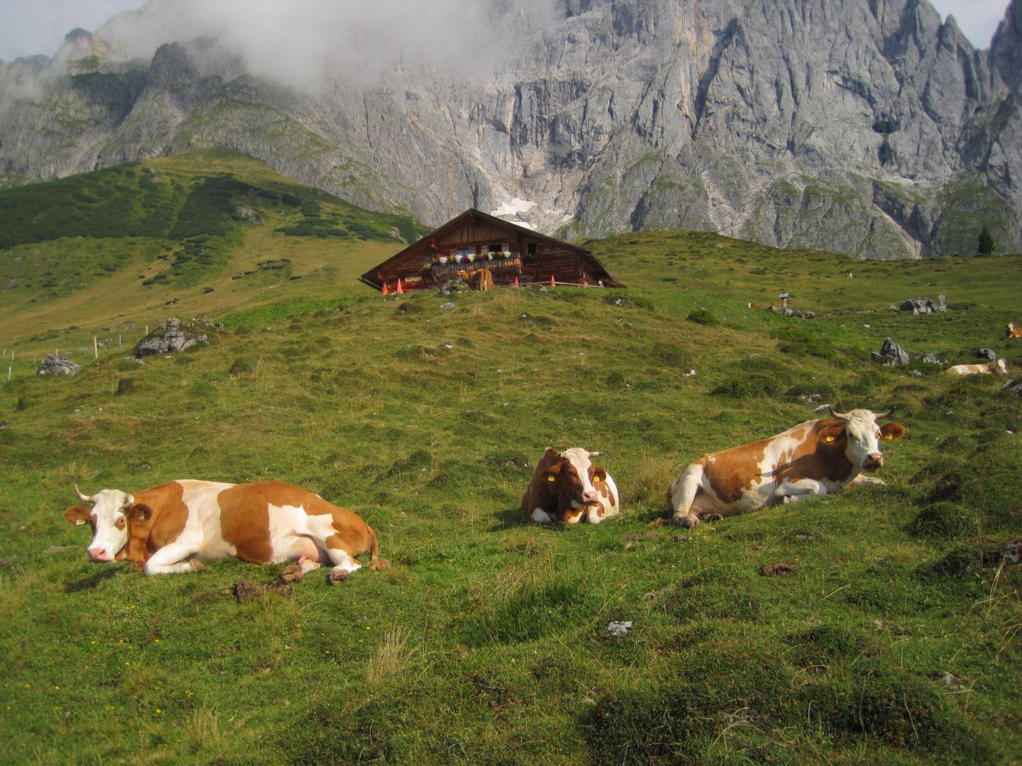 Molteraugut Appartement Mühlbach am Hochkönig Buitenkant foto